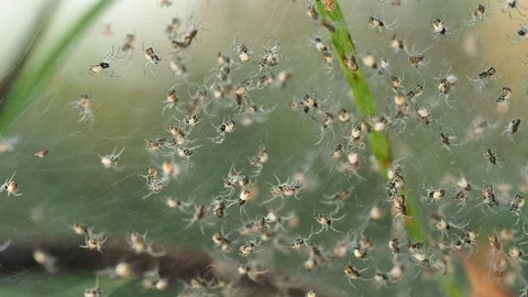 Tiny spotted spiders crawling in web. Looping macro background Stock Footage 114483944