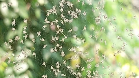 Tiny spotted spiders crawling in web. Video stock 309077804