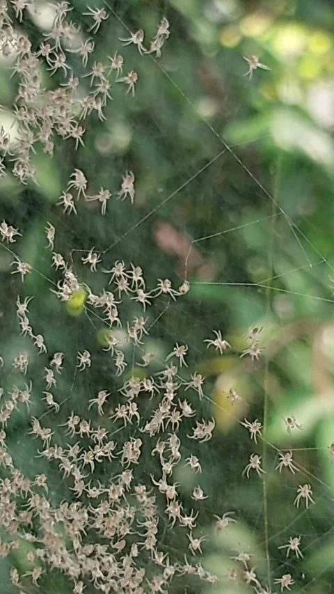 Tiny spotted spiders crawling in web Stock Footage 309078294