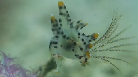 Tiny Spotted Thecacera Pacifica Nudibranch Extends Soft Cerata into Current 스톡 동영상 150443564