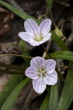 Tiny Spring Beauty Flowers Stock Photos