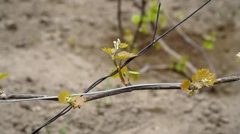 Tiny spring leaves of grapes plant. Close up shot of tiny buds. A close up of Stock Photos