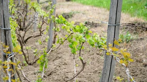 Tiny spring leaves of grapes plant. Close up shot of tiny buds. A close up of Stock Photos