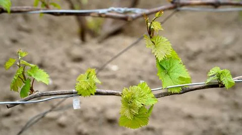 Tiny spring leaves of grapes plant. Close up shot of tiny buds. A close up of Stock Photos