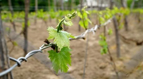 Tiny spring leaves of grapes plant. Close up shot of tiny buds. A close up of Stock Photos