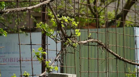 Tiny spring leaves of grapes plant. Close up shot of tiny buds. A close up of Foto stock