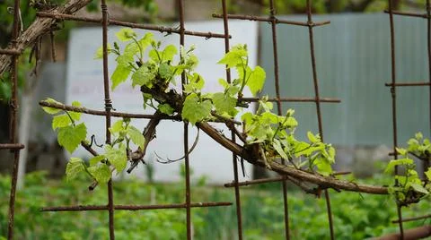 Tiny spring leaves of grapes plant. Close up shot of tiny buds. A close up of Stock Photos