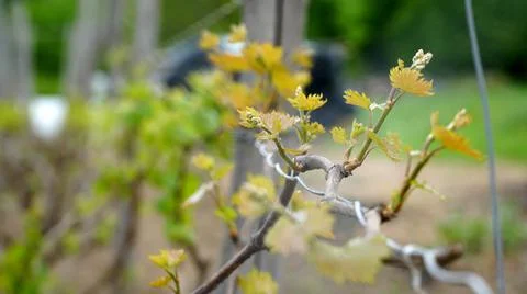Tiny spring leaves of grapes plant. Close up shot of tiny buds. A close up of Stock Photos
