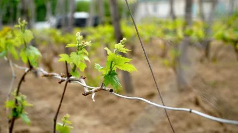 Tiny spring leaves of grapes plant. Close up shot of tiny buds. A close up of Stock Photos