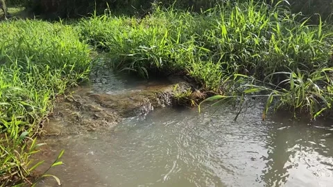 Tiny spring outlet, grassy hollow, murky flow, warm sunlight. 스톡 동영상 325824778