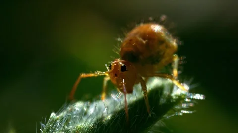 Tiny springtail insect moving on plant stem with droplets Stock Footage 340757654