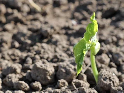 Tiny sprout breaking through dry soil Stock Photos