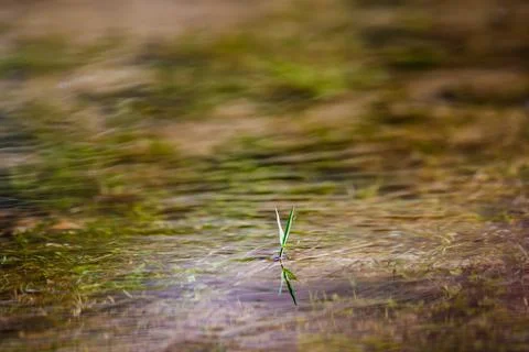 Tiny Sprout in Flowing Water Texture Stock Photos