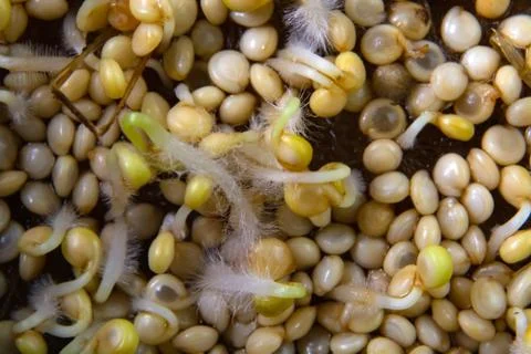 Tiny sprouts of amaranth on a linen rug. microgreen Foto stock