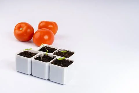 From Tiny Sprouts to Juicy Fruit: Tomato Seedlings and Ripe Red Tomatoes Sy.. Foto stock