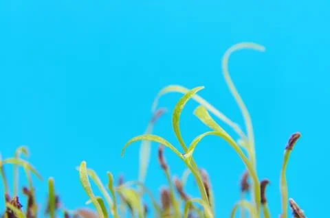 Tiny sprouts in spring against blue background Stock Photos