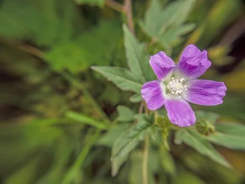 The tiny spurred anoda flower fully opened Foto stock