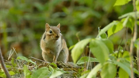 Tiny squirrel macro closeup while it is looking back at camera in wild forest Stock Footage 100480234
