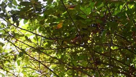 Tiny squirrel monkey crawling through the thick bushy foliage of a Costa Stock Footage 168694636