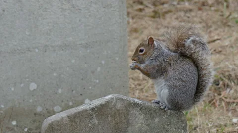 A tiny squirrel munching a peanut Stock Footage 48731695