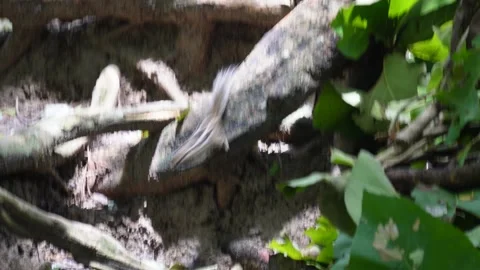 A tiny squirrel is playing on the forest floor in daylight Stock Footage 314572271