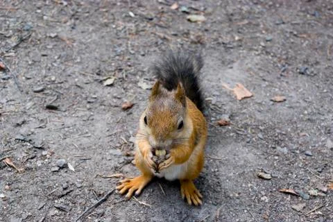 Tiny squirrel sitting on ground eating a nut Stock Photos
