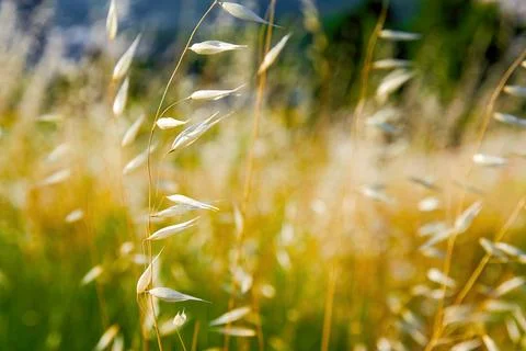 Tiny stem with oat grains on the colorful fields Stock Photos