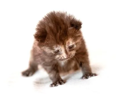 Tiny steps Stock Photos