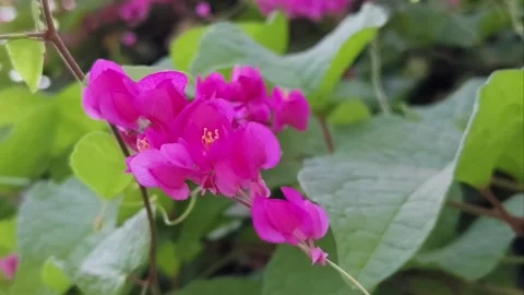 A tiny stingless Trigona bee collecting nectar Stock Footage 343907081