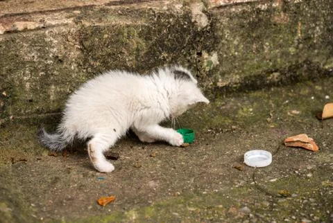 Tiny stray cat plays with bottle cap in Kotor Montenegro Foto stock