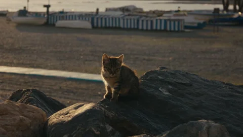 Tiny stray kitten glowing in golden hour light by the beach Stock Footage 321438154