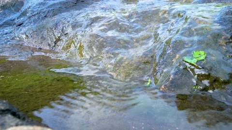 Tiny Stream of Clean Water flowing from the Rocks of Aravalli Stock Footage 219204024