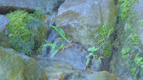 Tiny Stream Flowing Between Mossy Rocks Stock Footage 283716965