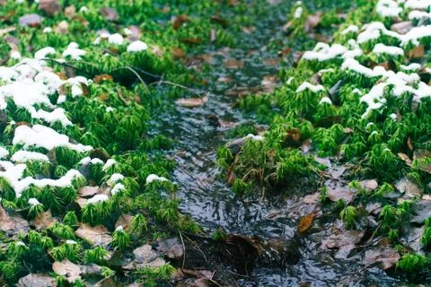 Tiny stream with moss banks at beginning of winter Foto stock