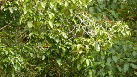 Tiny but striking blackburnian warbler flying into green bush Stock Footage 126808976