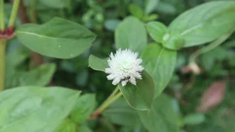 A tiny stripe bee collecting nectar from a white Gomphrena globosa flower Video stock 154479088