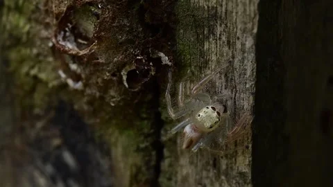 Tiny striped jumping spider observing surroundings while standing on rough Stock Footage 336182021