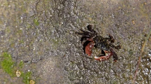 Tiny Striped Shore Crab Eating Algae Video stock 97689854
