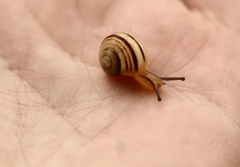 A tiny striped snail with a spiral shell crawls slowly across a human palm. Foto stock
