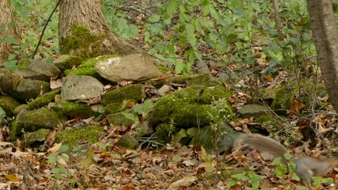 Tiny Striped Squirrel Hops into a Rock to Hide as another Furry Tailed Stock Footage 140158084