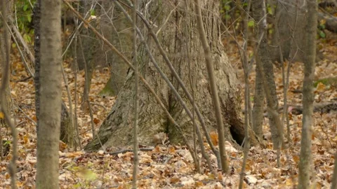 Tiny Stripped Squirrel Explores Dead Leaves around the Base of a Tree Stock Footage 140158001