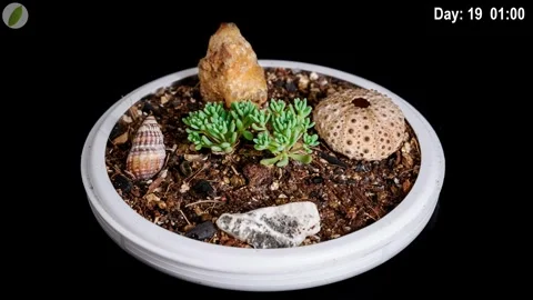 Tiny succulent plant growing time lapse 動画素材 338011866