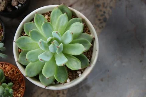 Tiny succulents in  pot on table background. Home interior decoration. 스톡 사진