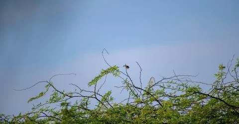 A tiny sunbird perches delicately on the uppermost twig of a thorny shrub, si Stock Photos