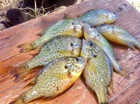 Tiny Sunfish Rainbow Perch Stock Photos