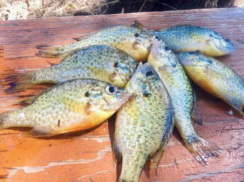 Tiny Sunfish Rainbow Perch Stock Photos