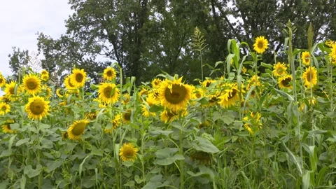 Tiny sunflower field at forest edge Stock Footage 248533777