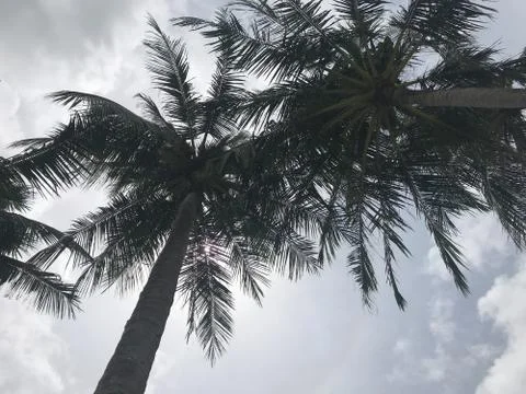 Tiny sunlight shines through coconut trees with grey sky Stock Photos
