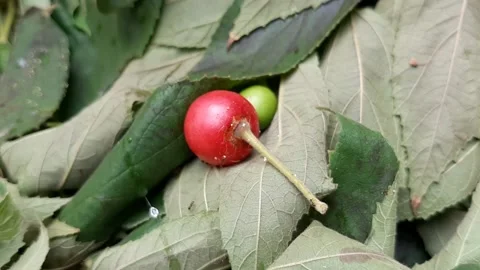 Tiny Sweet Video stock 237757229