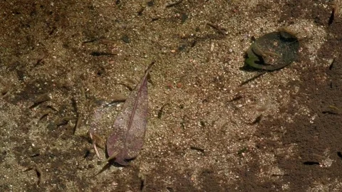 Tiny Swimmers Foraging Across Fine Sediment Stock Footage 342578106
